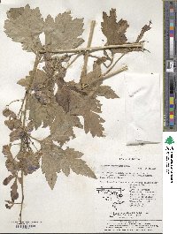 Aconitum jaluense image