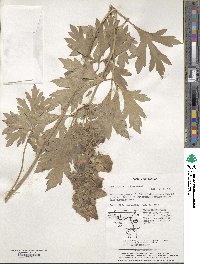 Aconitum jaluense image