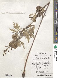 Aconitum jaluense image