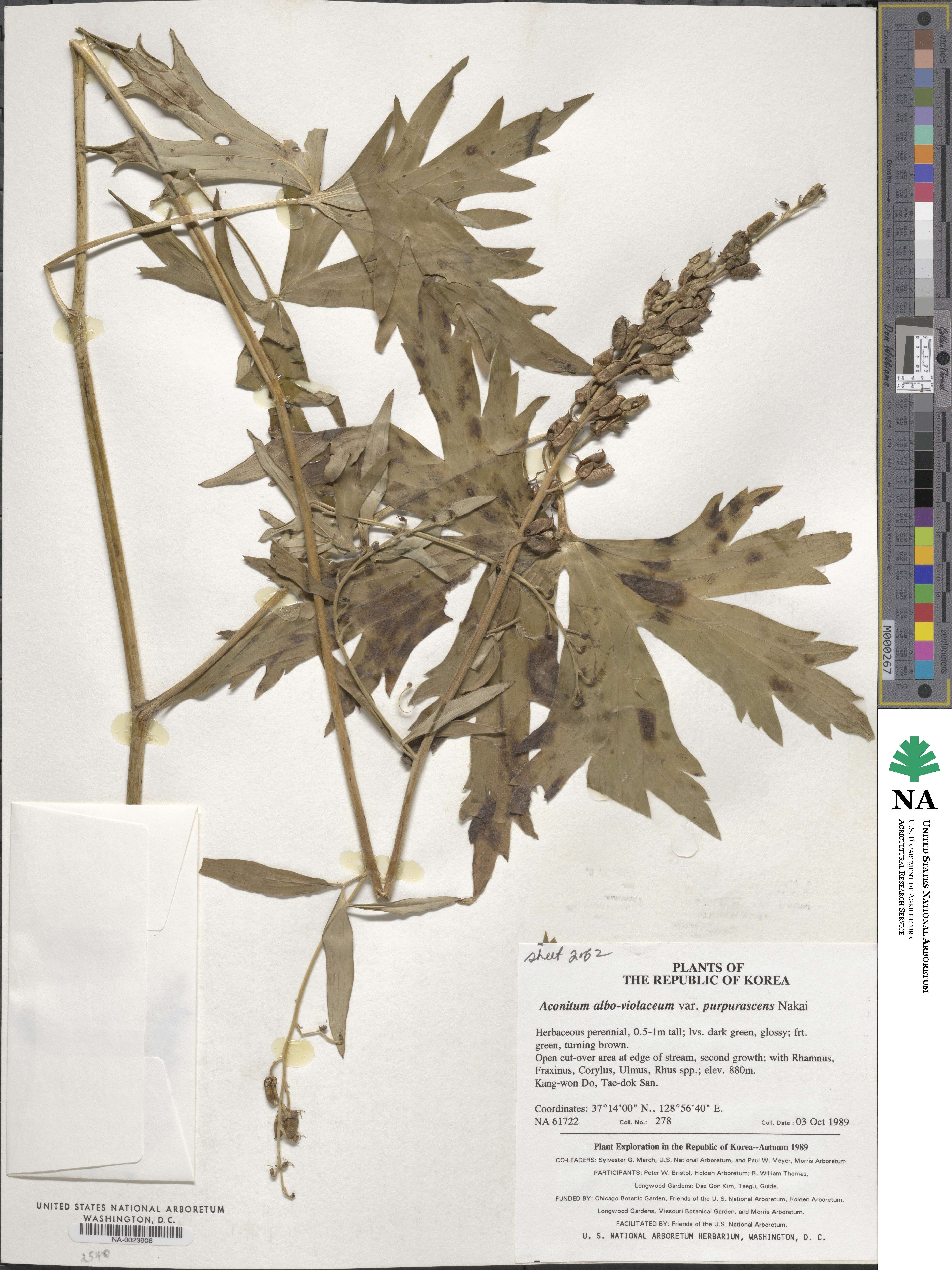 Aconitum alboviolaceum image