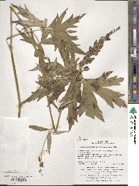 Aconitum alboviolaceum image