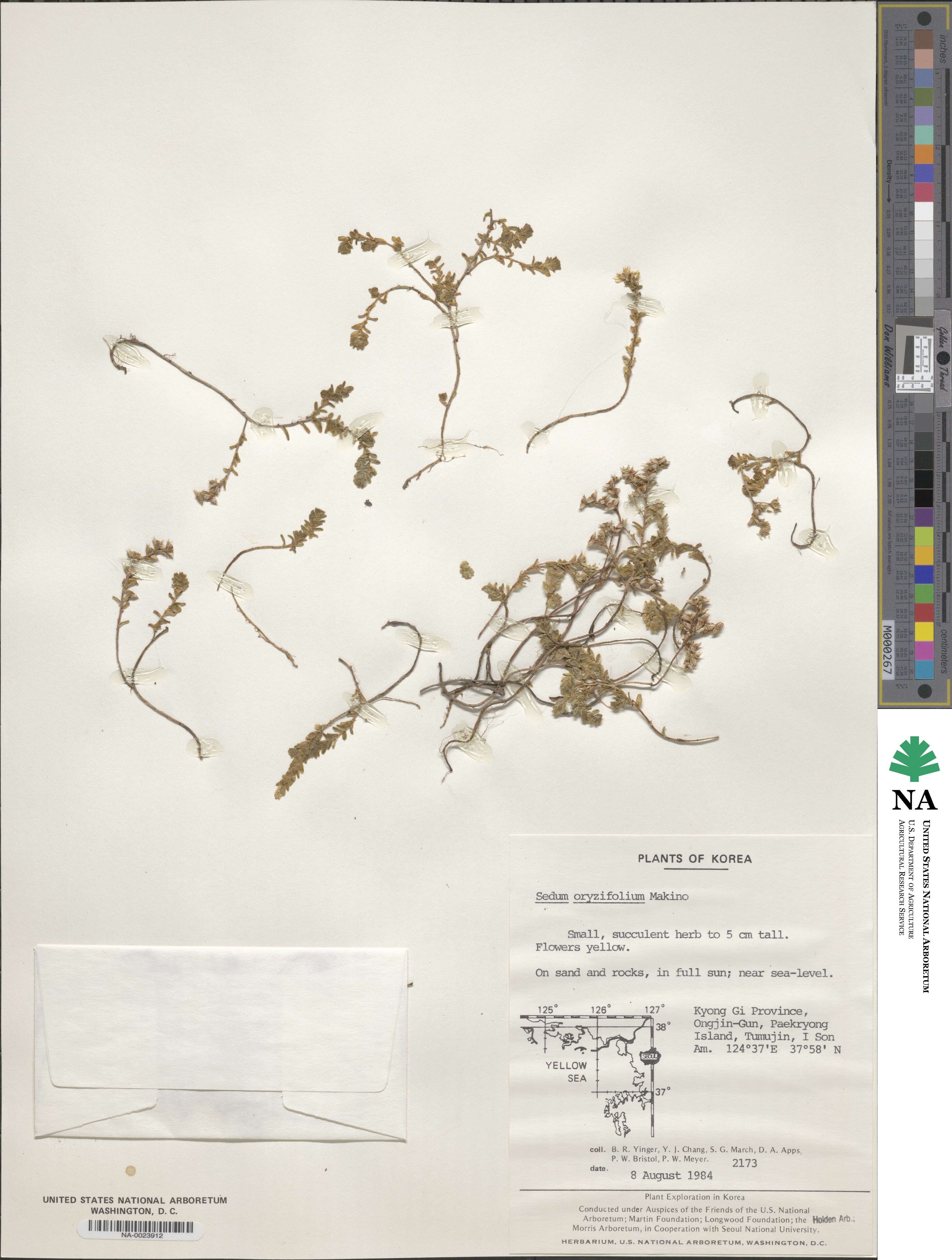 Sedum japonicum subsp. oryzifolium image