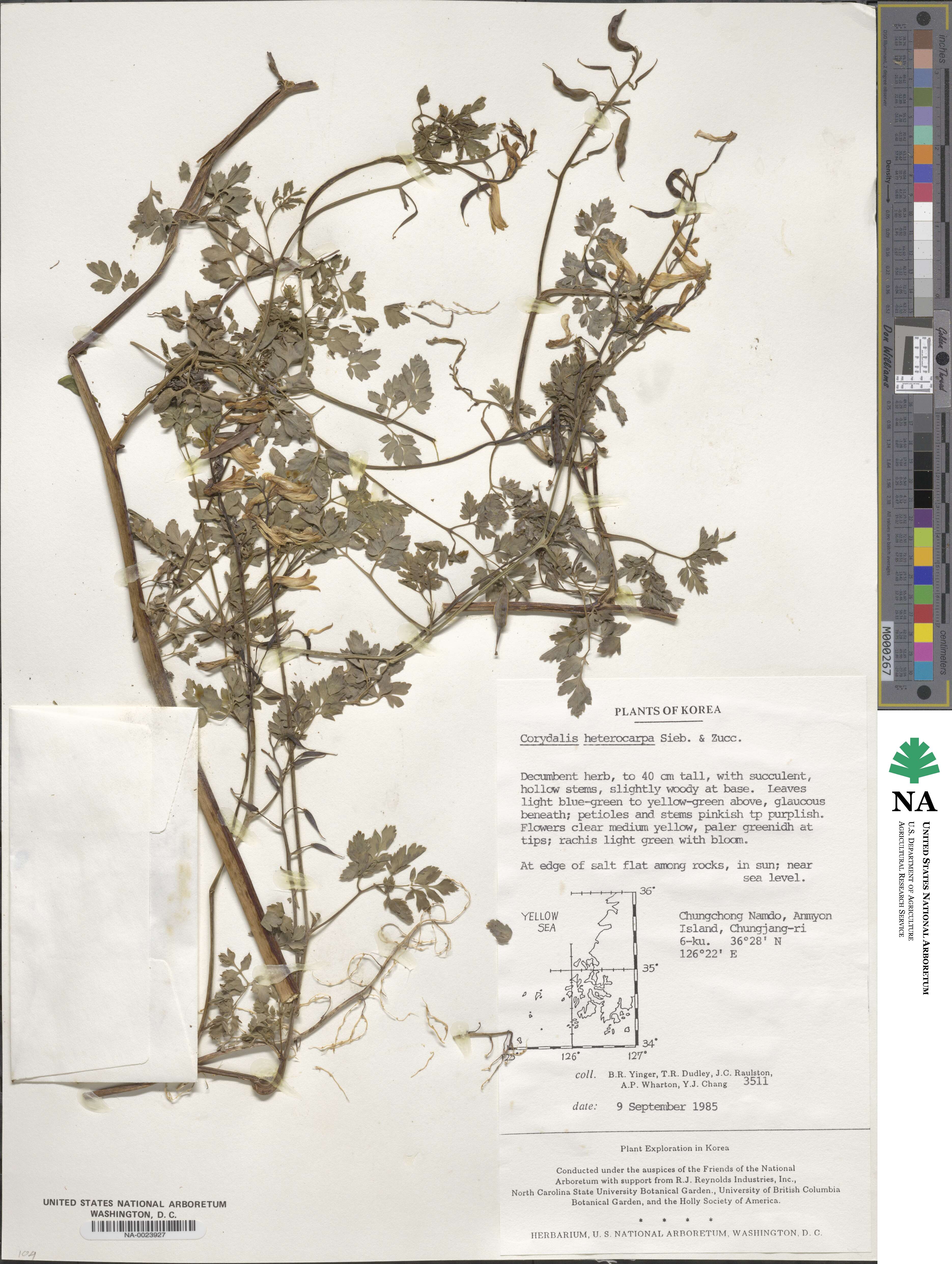 Corydalis heterocarpa image