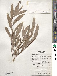 Image of Lindera salicifolia