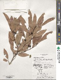 Lindera salicifolia image