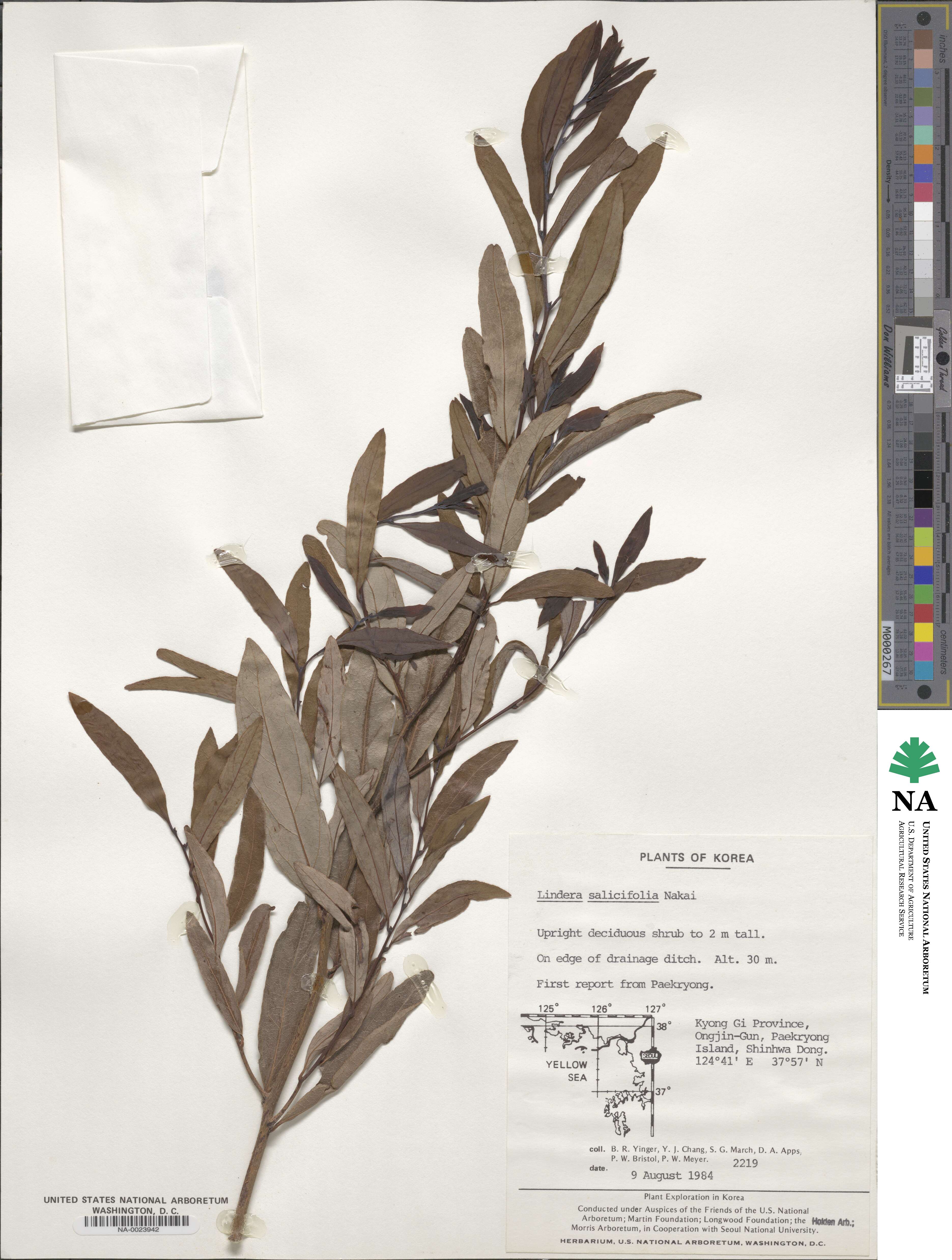 Lindera salicifolia image