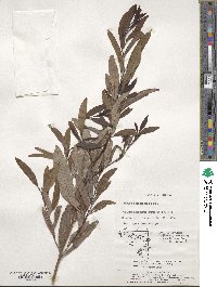 Lindera salicifolia image