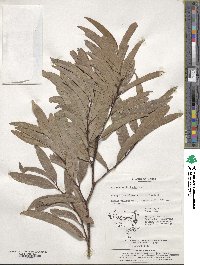 Lindera salicifolia image