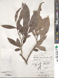 Lindera salicifolia image