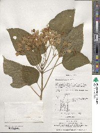 Clerodendrum trichotomum image