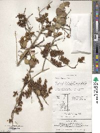 Cuscuta japonica image