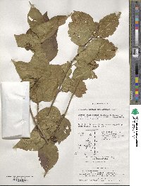 Callicarpa japonica image