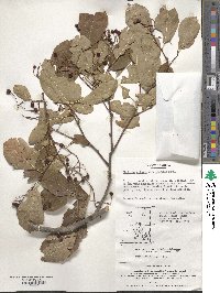 Image of Pourthiaea longipes