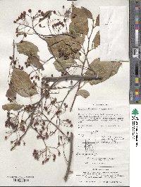 Pourthiaea longipes image