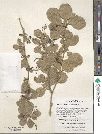 Berberis amurensis image