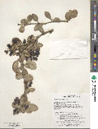 Berberis amurensis image