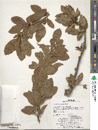 Berberis amurensis image