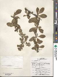 Berberis amurensis image