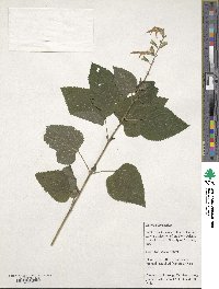 Salvia guaranitica image