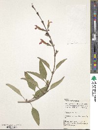 Image of Salvia blepharophylla