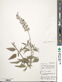 Salvia farinacea image