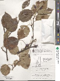 Sorbus alnifolia image