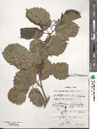 Sorbus alnifolia image