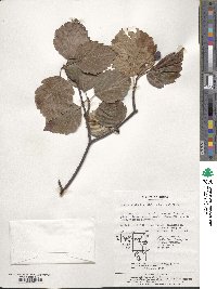 Sorbus alnifolia image