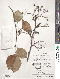 Sorbus alnifolia image