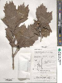 Quercus aliena image