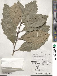 Quercus aliena image