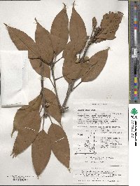 Quercus acuta image