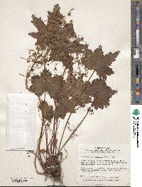 Image of Saxifraga cortusifolia