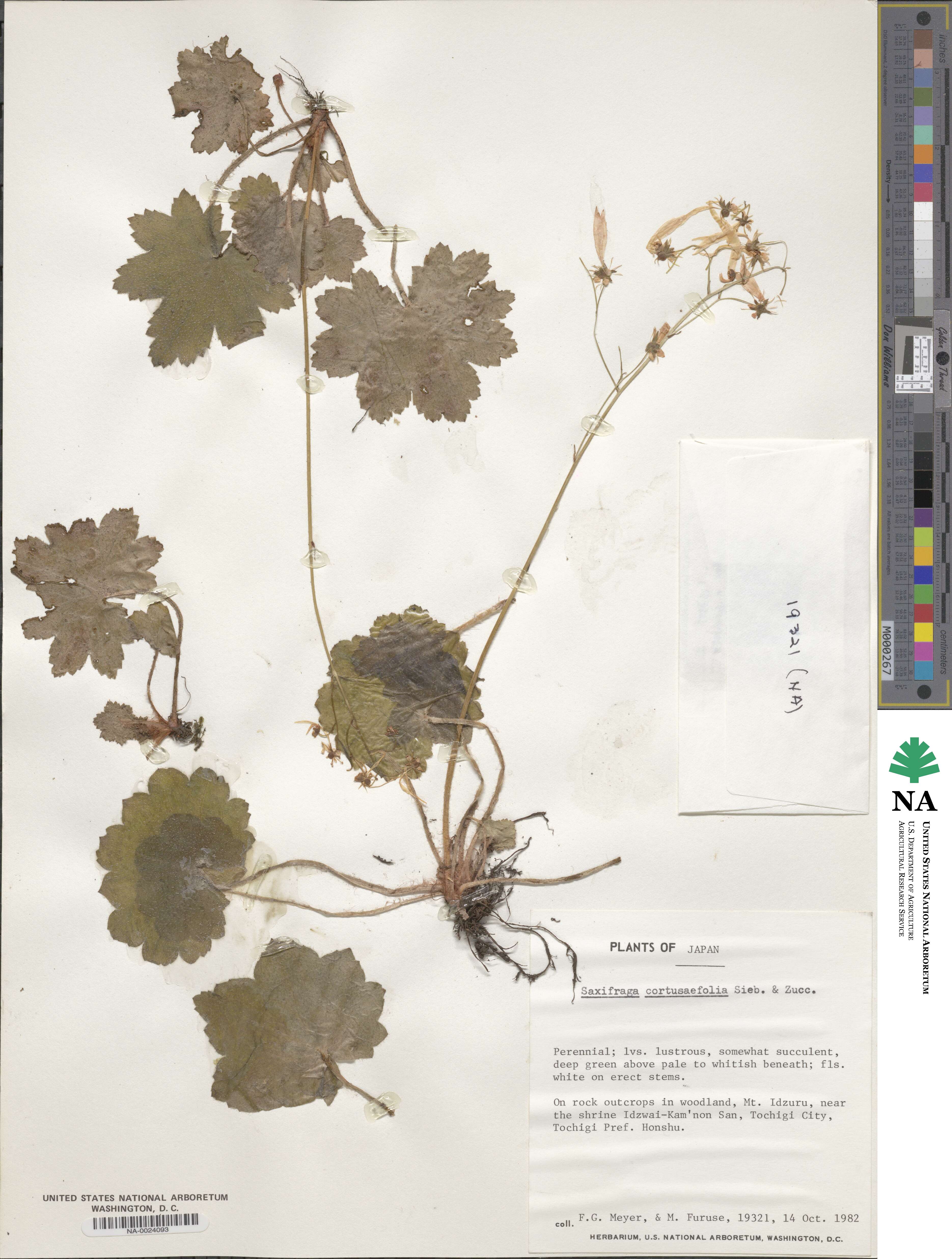 Saxifraga cortusifolia image