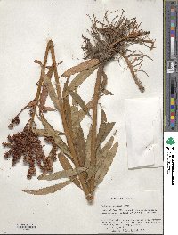 Image of Penthorum chinense