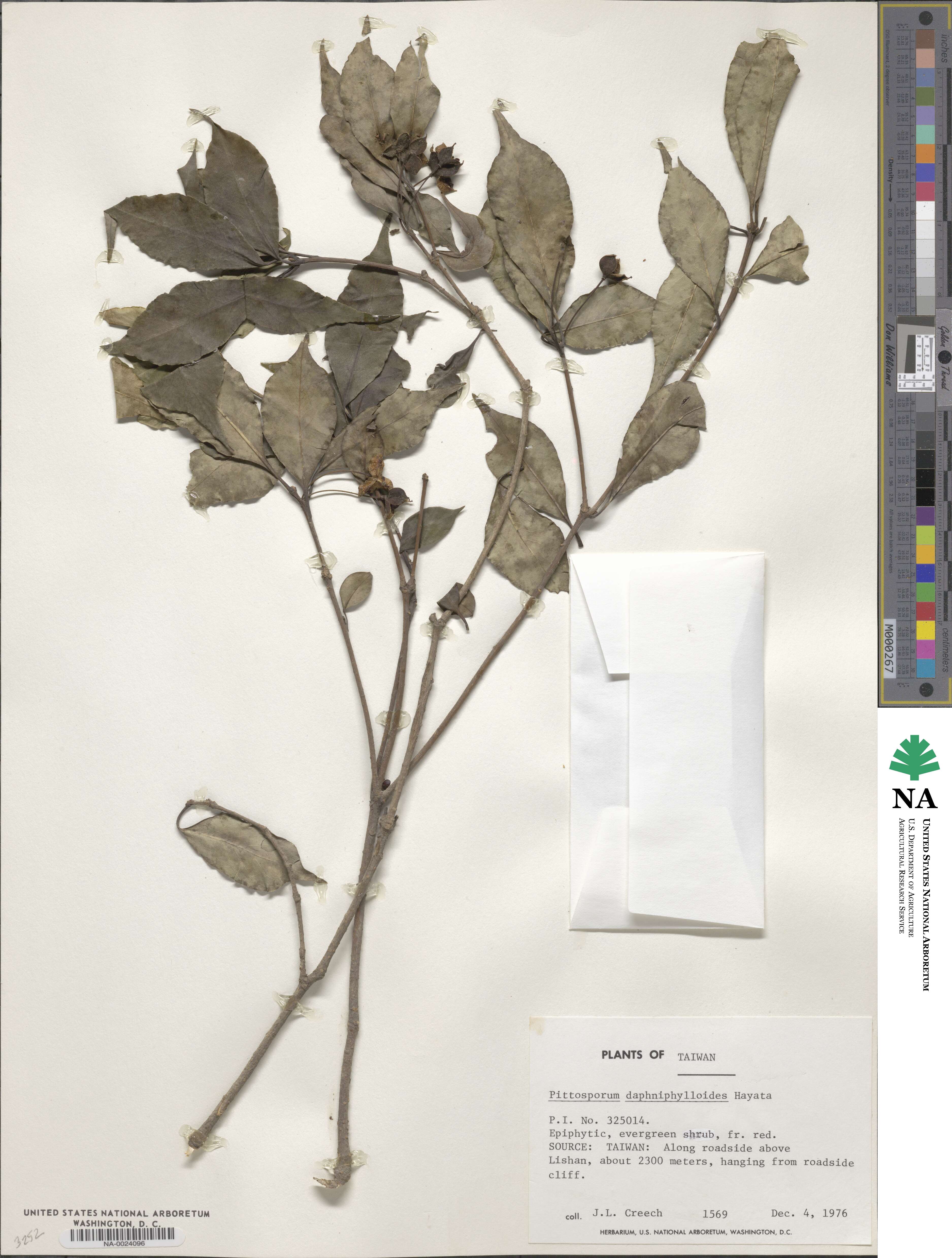 Pittosporum daphniphylloides image