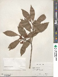 Illicium anisatum image