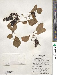 Schisandra chinensis image