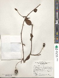 Kadsura japonica image