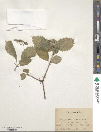 Hydrangea hirta image