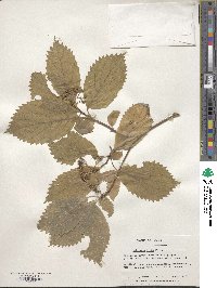 Hydrangea hirta image