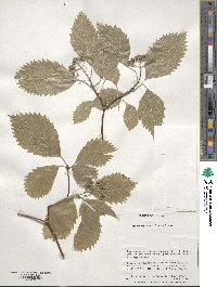 Hydrangea hirta image