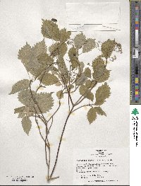 Hydrangea hirta image