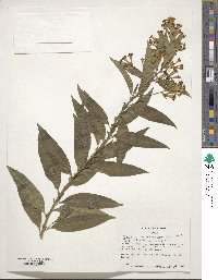 Image of Cestrum nocturnum