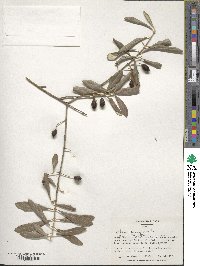 Olea europaea image