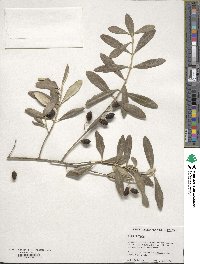 Olea europaea image