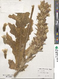 Acanthus mollis image