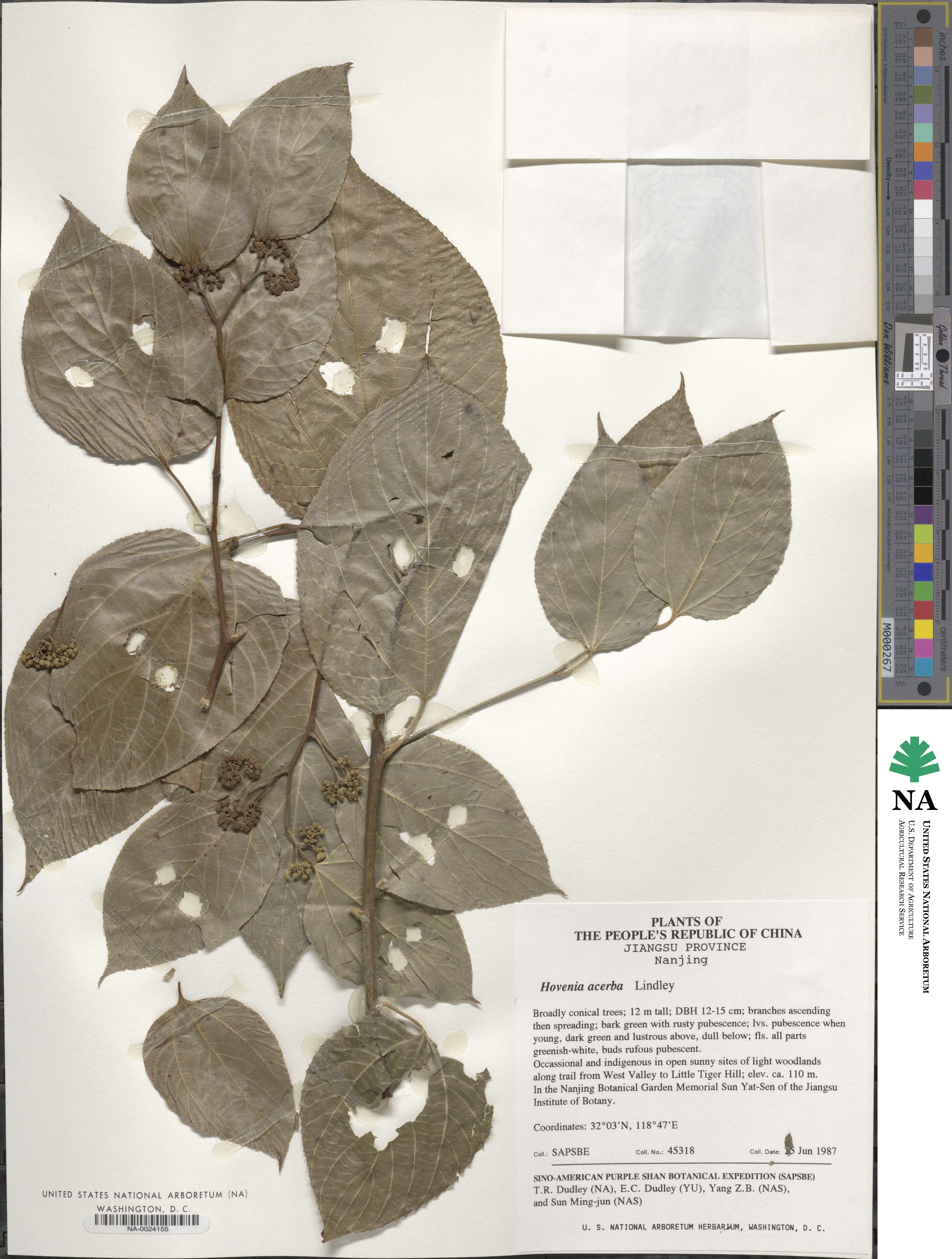 Hovenia acerba image