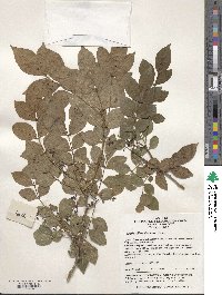 Zanthoxylum simulans image