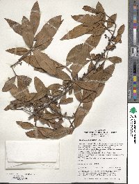 Zanthoxylum armatum image